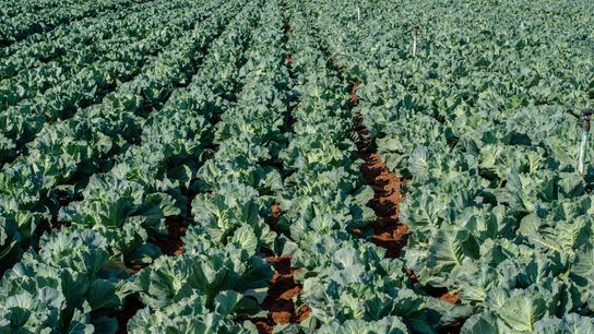 Wisconsin Ranks as a Top Cabbage-Producing State: What It Means for Families Considering a Move
